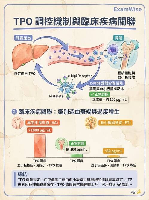醫檢師 - 血小板與止血生理 - AI 圖文解析預覽