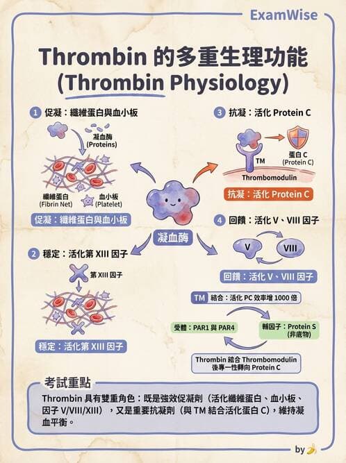 醫檢師 - 凝血因子與凝血檢驗 - AI 圖文解析預覽