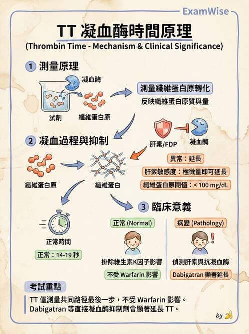 醫檢師 - 凝血因子與凝血檢驗 - AI 圖文解析預覽