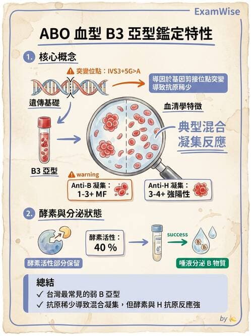 醫檢師 - 紅血球抗原與血型系統 - AI 圖文解析預覽