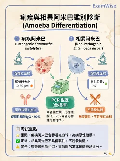 醫檢師 - 寄生蟲檢查-原蟲類 - AI 圖文解析預覽