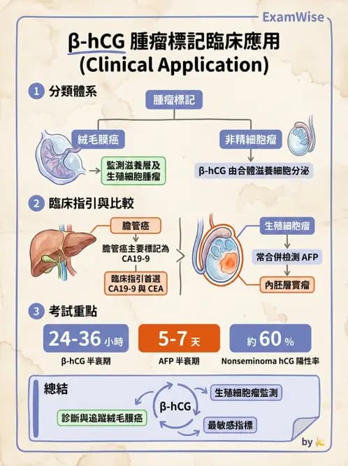 醫檢師 - 懷孕試驗 - AI 圖文解析預覽