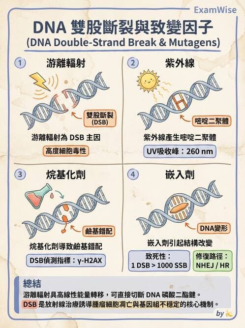 醫檢師 - 基礎分子生物學 - AI 圖文解析預覽