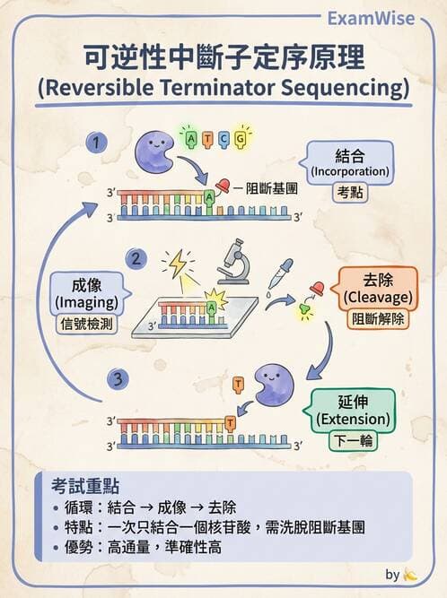 醫檢師 - 定序電泳與表觀分析 - AI 圖文解析預覽