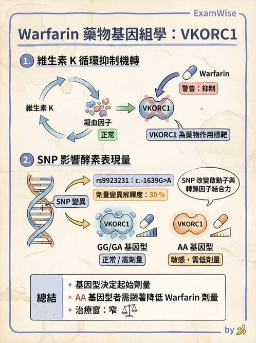 醫檢師 - 藥物相關基因檢測 - AI 圖文解析預覽