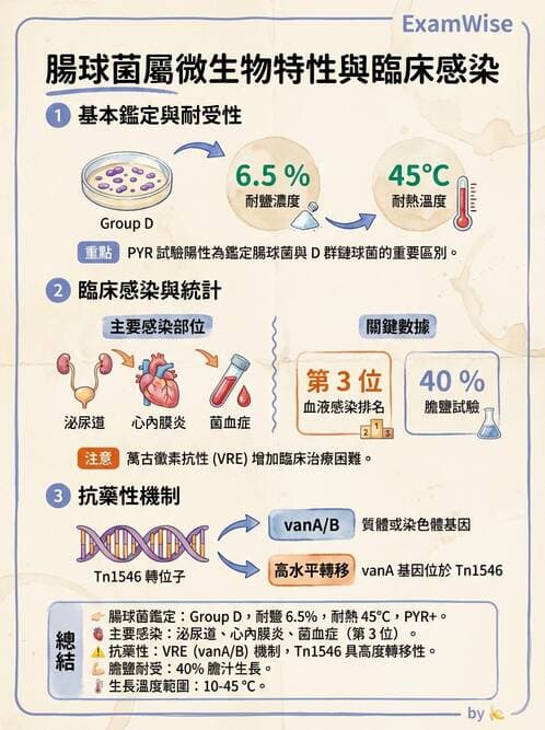醫檢師 - 葡萄球菌與腸球菌 - AI 圖文解析預覽