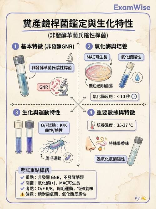 醫檢師 - 非發酵菌 - AI 圖文解析預覽