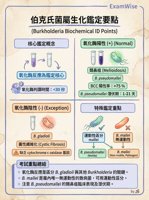 醫檢師 - 非發酵菌 - AI 圖文解析預覽