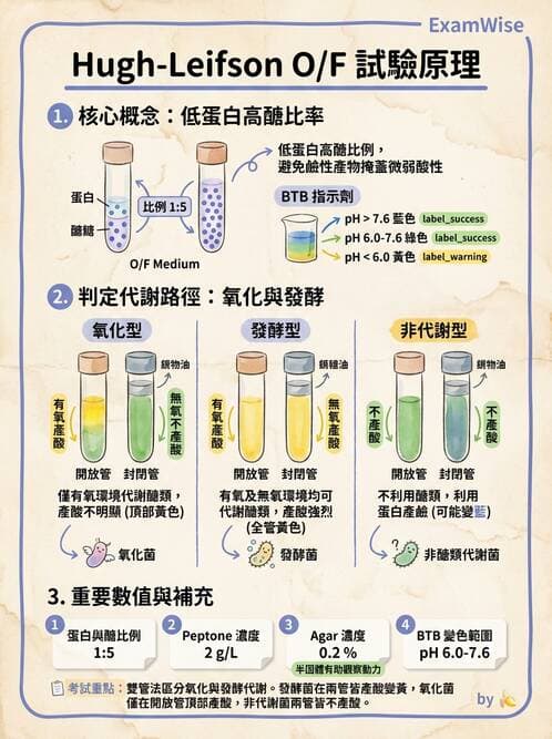 醫檢師 - 腸內菌鑑別方法與培養基 - AI 圖文解析預覽