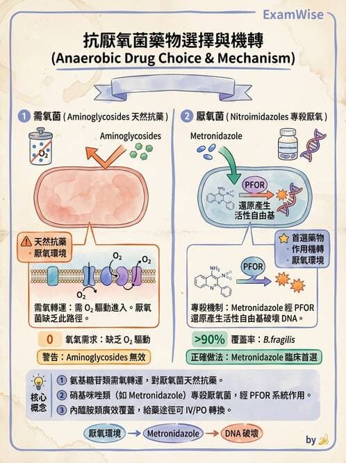 醫檢師 - 抗微生物製劑 - AI 圖文解析預覽