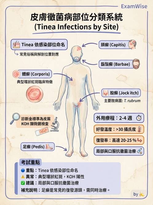 醫檢師 - 皮膚與皮下真菌感染 - AI 圖文解析預覽