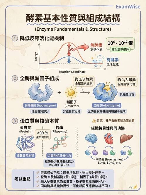 醫檢師 - 臨床酵素學基礎 - AI 圖文解析預覽