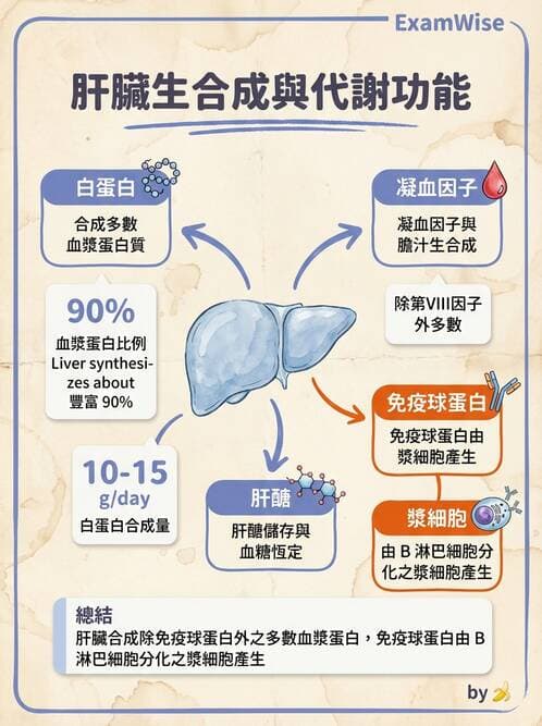 醫檢師 - 肝臟機能與胰臟酵素 - AI 圖文解析預覽