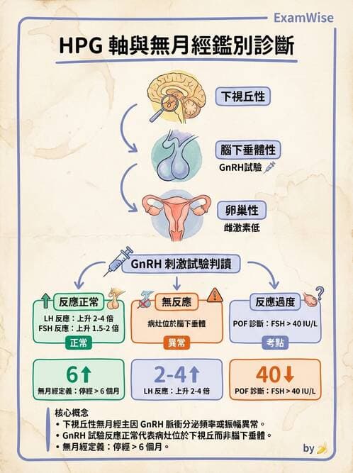 醫檢師 - 腎上腺與生殖內分泌 - AI 圖文解析預覽