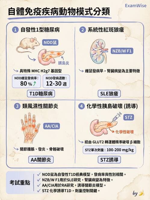 醫檢師 - 其他自體免疫疾病與自體抗體檢驗 - AI 圖文解析預覽