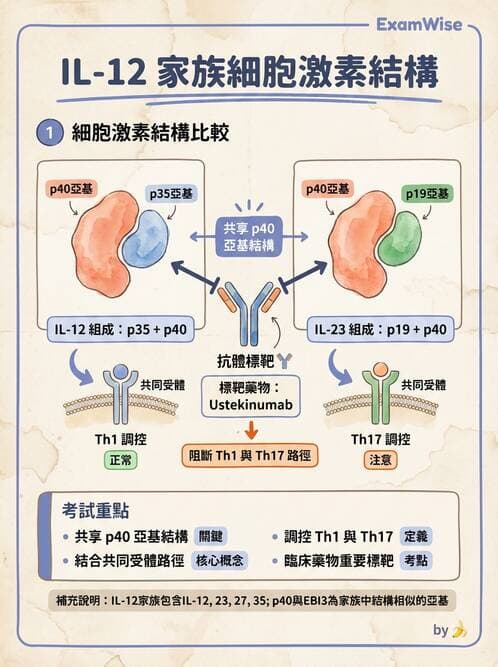 醫檢師 - 細胞激素與抗原呈獻 - AI 圖文解析預覽
