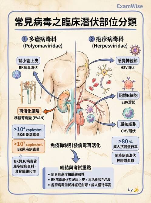 醫檢師 - 細小病毒與多瘤病毒 - AI 圖文解析預覽