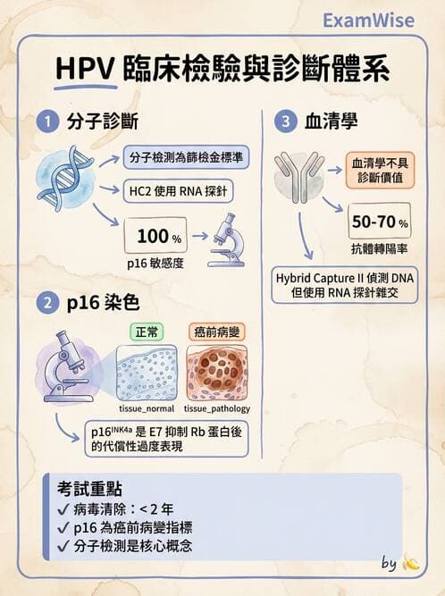醫檢師 - 人類乳突病毒 - AI 圖文解析預覽