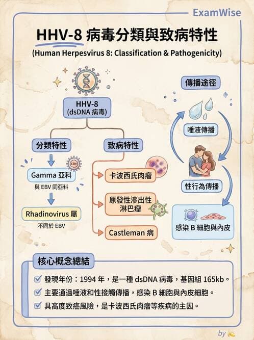 醫檢師 - 疱疹病毒科 - AI 圖文解析預覽