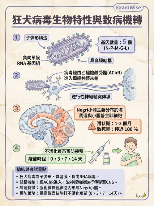 醫檢師 - 其他RNA病毒 - AI 圖文解析預覽