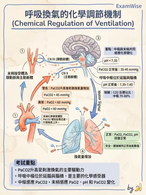 醫檢師 - 肺功能基礎與指標 - AI 圖文解析預覽