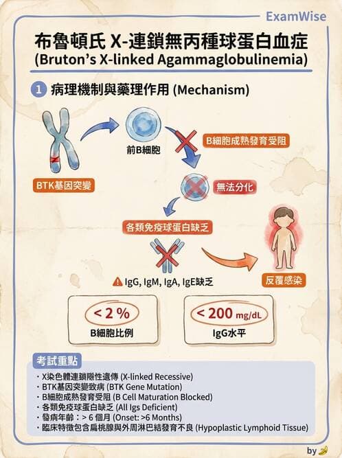 醫檢師 - 免疫疾病 - AI 圖文解析預覽
