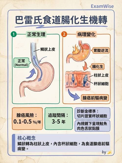 醫檢師 - 消化肝膽疾病 - AI 圖文解析預覽