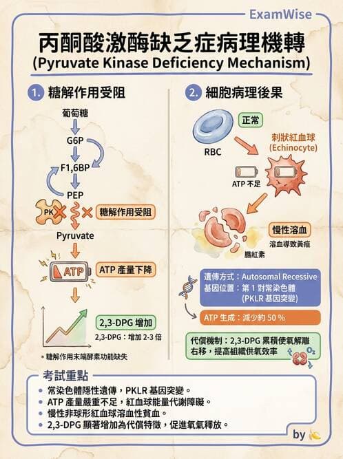 醫檢師 - 溶血性貧血與血色素病變 - AI 圖文解析預覽