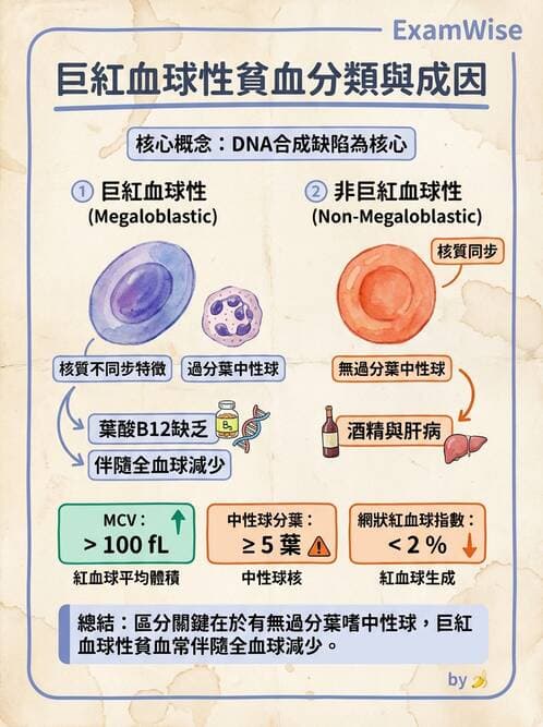 醫檢師 - 貧血診斷與營養缺乏性貧血 - AI 圖文解析預覽