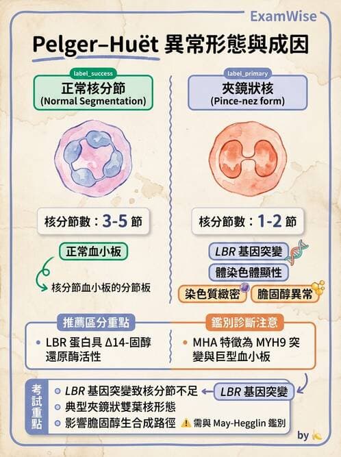 醫檢師 - 白血球生理與形態 - AI 圖文解析預覽