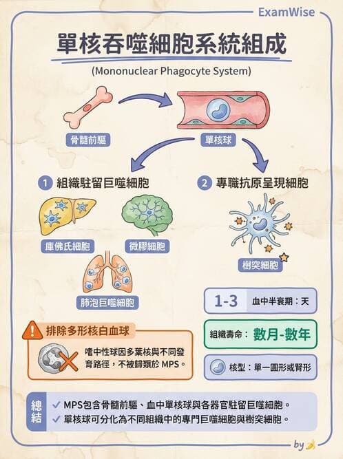 醫檢師 - 白血球生理與形態 - AI 圖文解析預覽