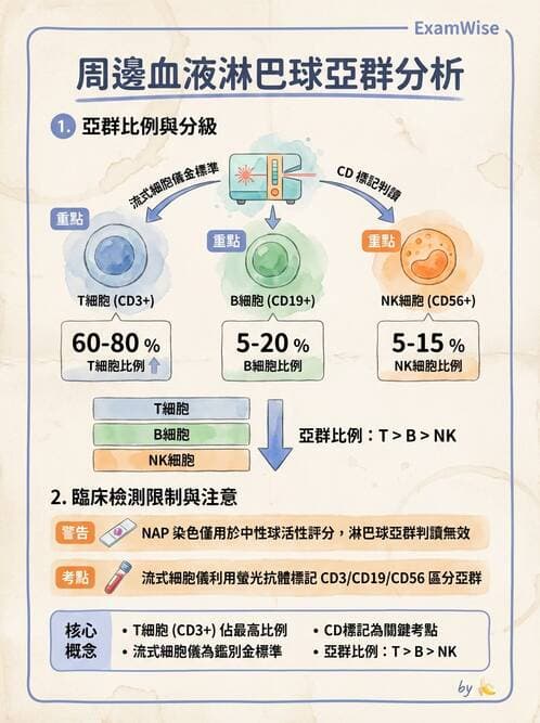 醫檢師 - 白血球生理與形態 - AI 圖文解析預覽