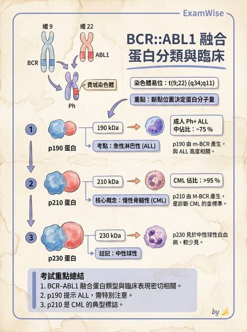 醫檢師 - 慢性血液腫瘤與骨髓增生疾患 - AI 圖文解析預覽