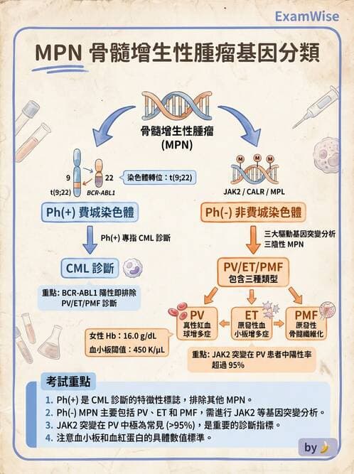 醫檢師 - 慢性血液腫瘤與骨髓增生疾患 - AI 圖文解析預覽