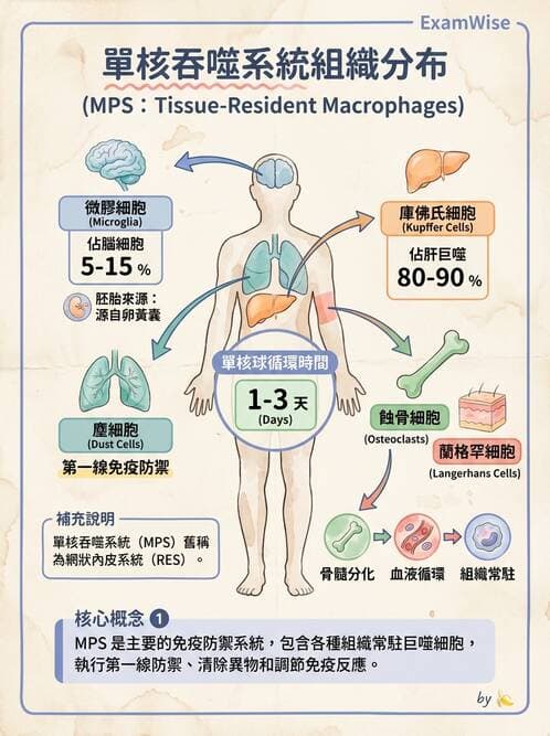 醫檢師 - 白血球生理與形態 - AI 圖文解析預覽