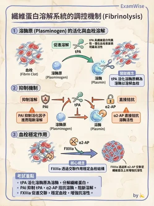 醫檢師 - 凝血因子與凝血檢驗 - AI 圖文解析預覽