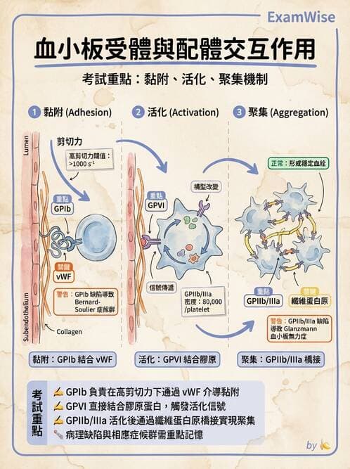 醫檢師 - 血小板與止血生理 - AI 圖文解析預覽