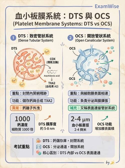 醫檢師 - 血小板與止血生理 - AI 圖文解析預覽