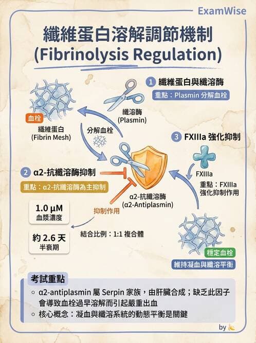 醫檢師 - 凝血因子與凝血檢驗 - AI 圖文解析預覽