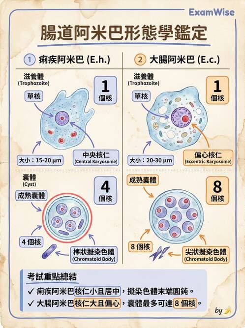 醫檢師 - 糞便常規檢查 - AI 圖文解析預覽