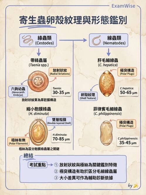 醫檢師 - 寄生蟲檢查-蠕蟲類 - AI 圖文解析預覽