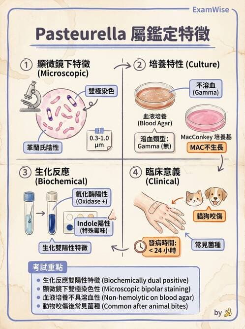醫檢師 - 奈瑟菌與挑剔性革蘭氏陰性菌 - AI 圖文解析預覽