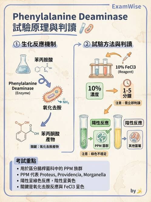 醫檢師 - 腸內菌鑑別方法與培養基 - AI 圖文解析預覽