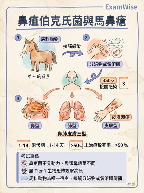 醫檢師 - 非發酵菌 - AI 圖文解析預覽