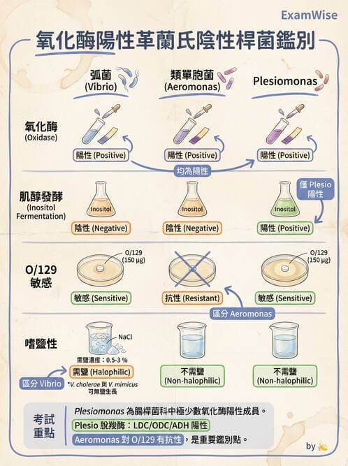醫檢師 - 弧菌、氣單胞菌與彎曲菌 - AI 圖文解析預覽