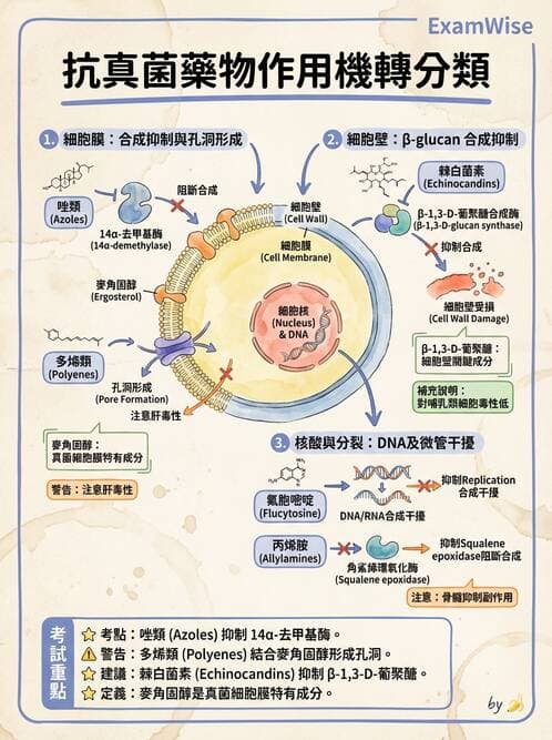 醫檢師 - 真菌診斷與治療 - AI 圖文解析預覽