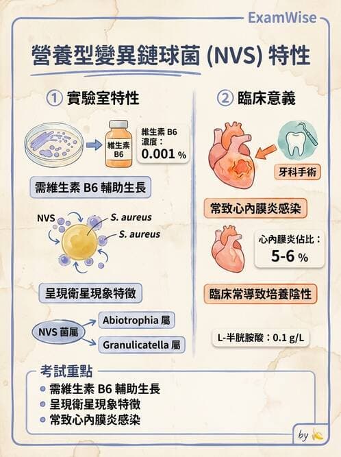 醫檢師 - 鏈球菌與其他革蘭氏陽性桿菌 - AI 圖文解析預覽