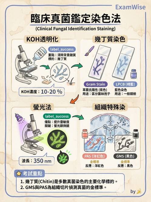 醫檢師 - 真菌診斷與治療 - AI 圖文解析預覽