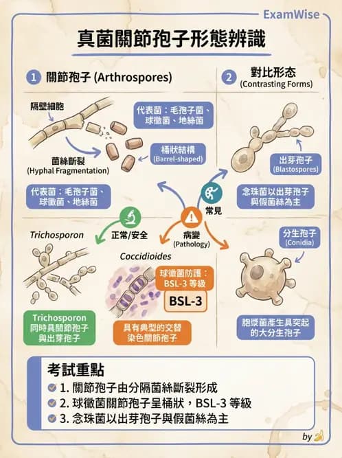 醫檢師 - 真菌診斷與治療 - AI 圖文解析預覽