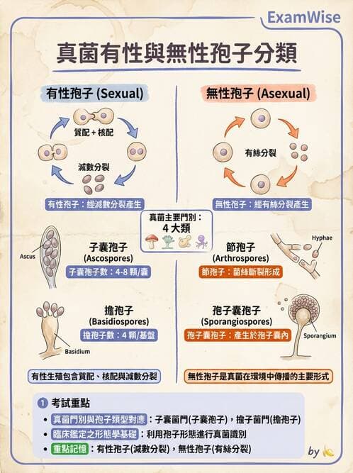 醫檢師 - 真菌診斷與治療 - AI 圖文解析預覽